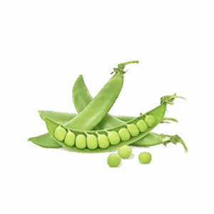 Sugar Snap Seeds
